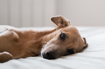 Trastornos digestivos en perros